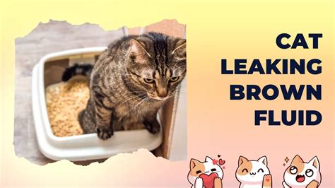 cat leaking brown fluid from anus|Cat Leaking Brown Fluid From Anus – Vet Explains Pets